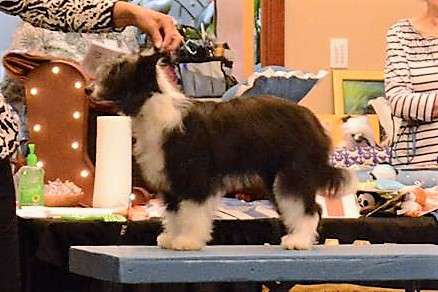 Carrera's Don't Get Them Wet After Midnight