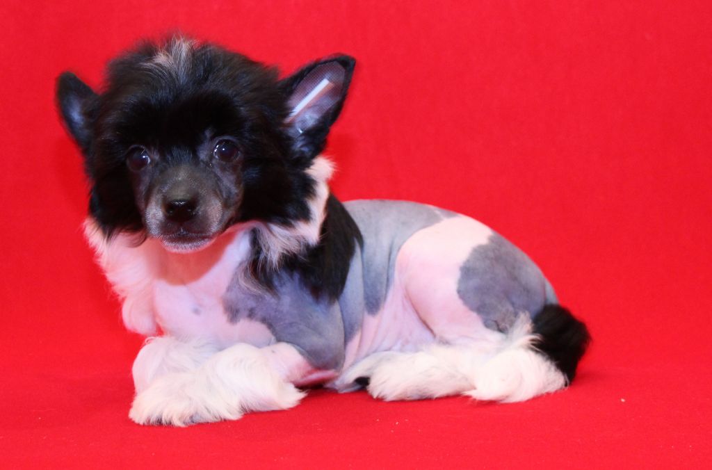 Galser Geller  Fortuna