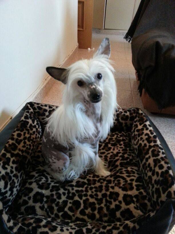 Larysha de le Chien Bourjois