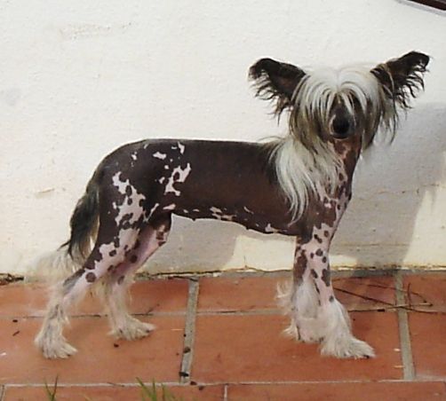 Smart Style Legal Intrigue