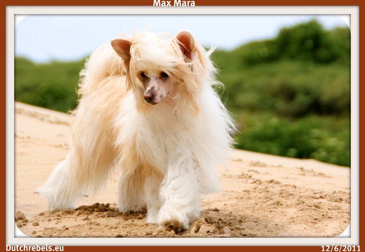 Selinas-Edition Max Mara