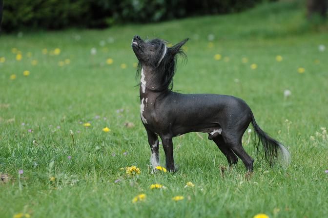 Special Edition Spotlight Dancer