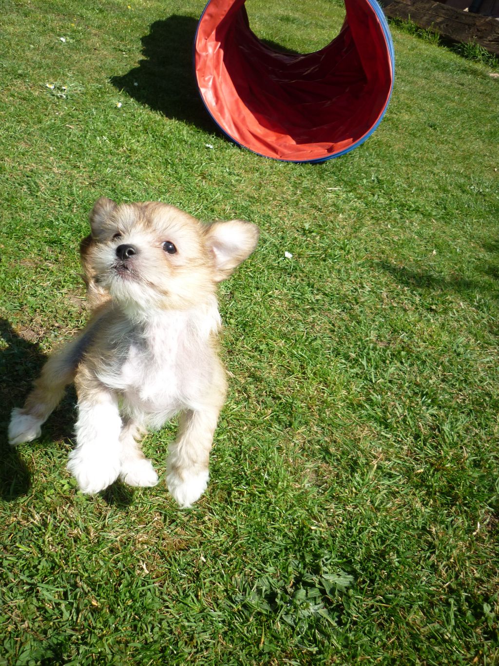 Iceniares Celtic Amber