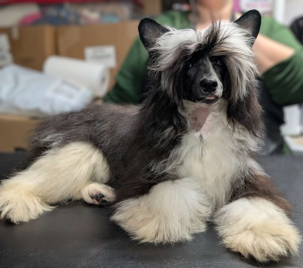 Long Haul's I'M C'Ing The Phantom At Av Dragon'S