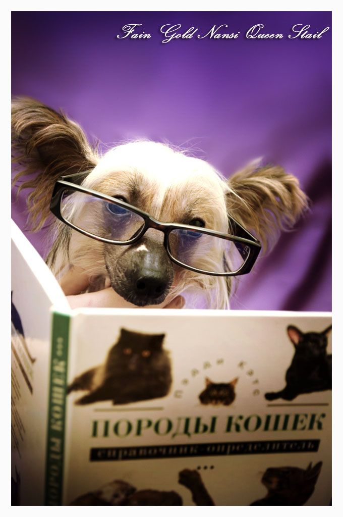 Fain Gold Nansi Queen Stail