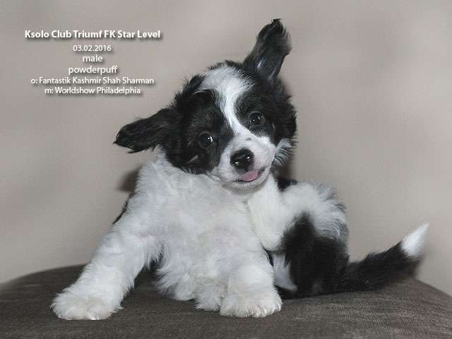 Ksolo Club Triumf FK Star Level