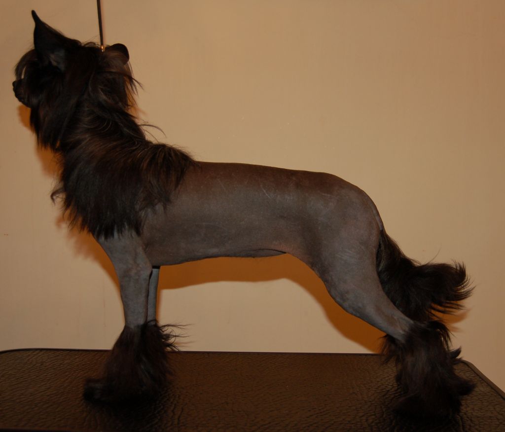 Moonangels She Is My Dream