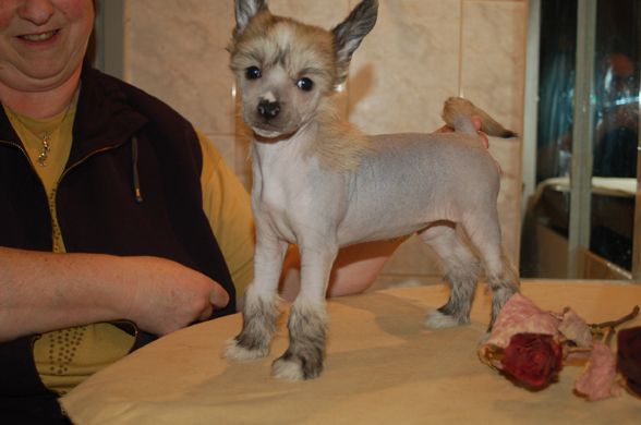 De La Mahafu's Princess Indra