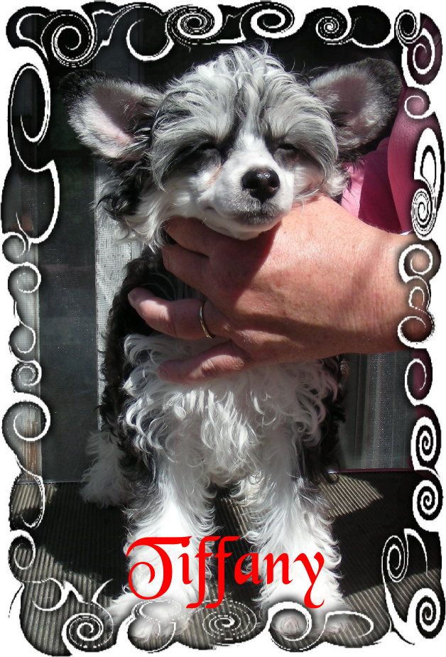 PixieTail Painted Lil Lady