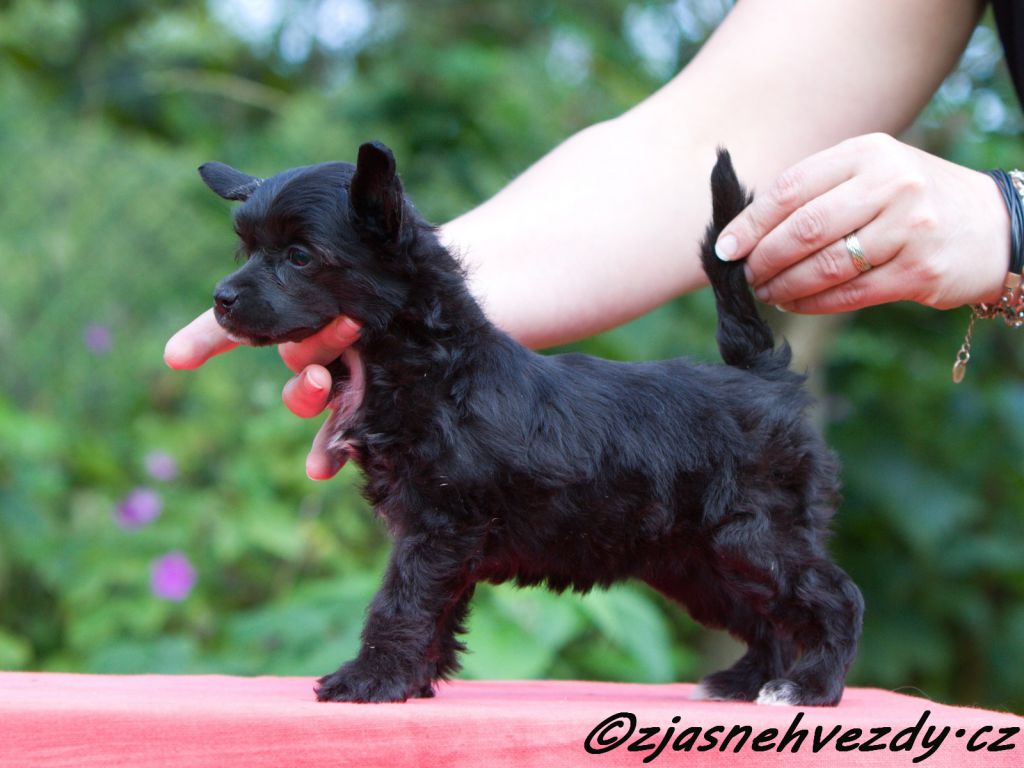 Chanel z Jasne hvezdy