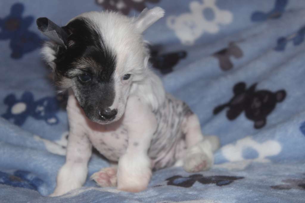 Viking From Valhalla Of Livin la Vida Loca