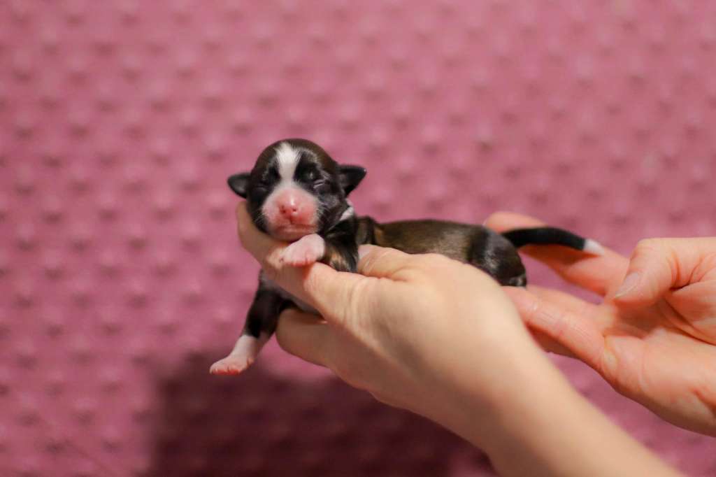 Pandora Insolite Familier