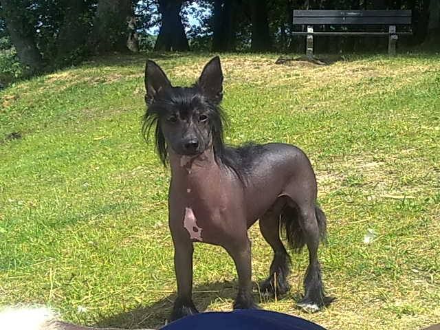 Be My Dream Szalone Grzywki