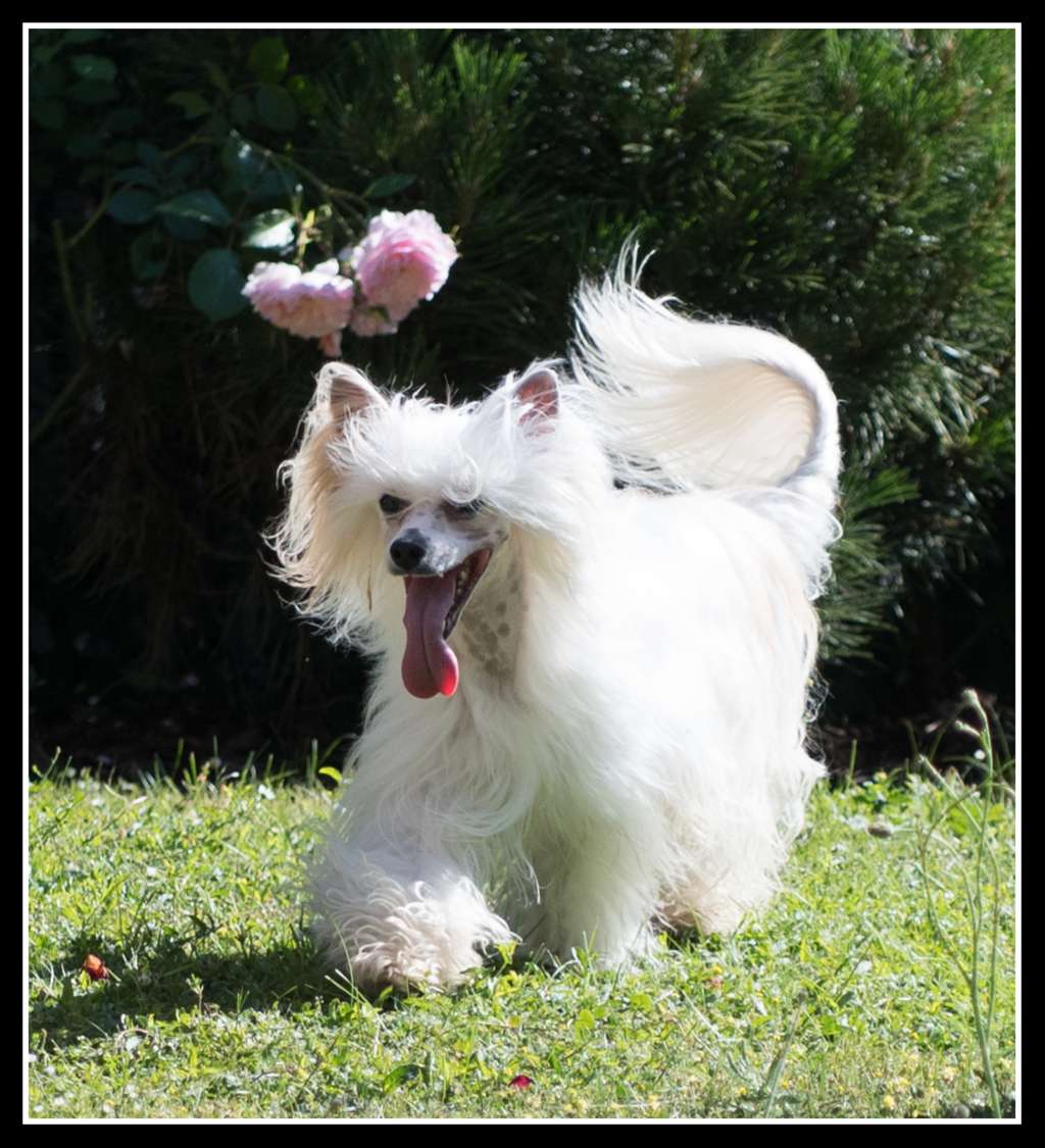 Winner powder Ankadi