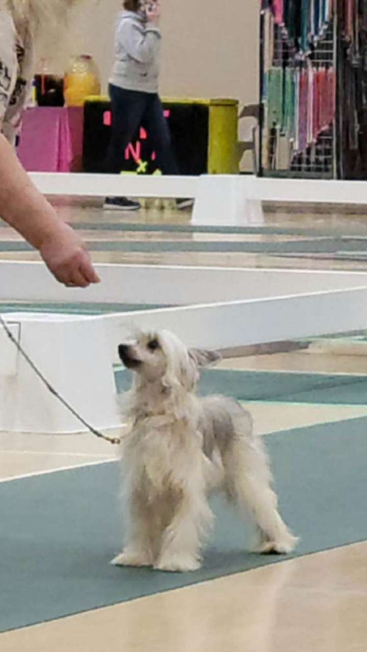 Castlecove A Centaur's Song