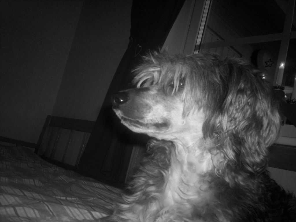 Heeldogs Gizmo Kvacks Mysige Mysak