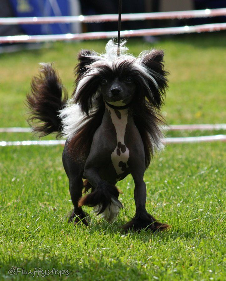 De La Mahafu's GlamMiss Jagger