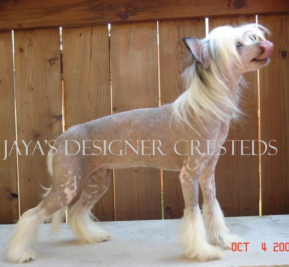 Jaya's Tiffany White Diamond