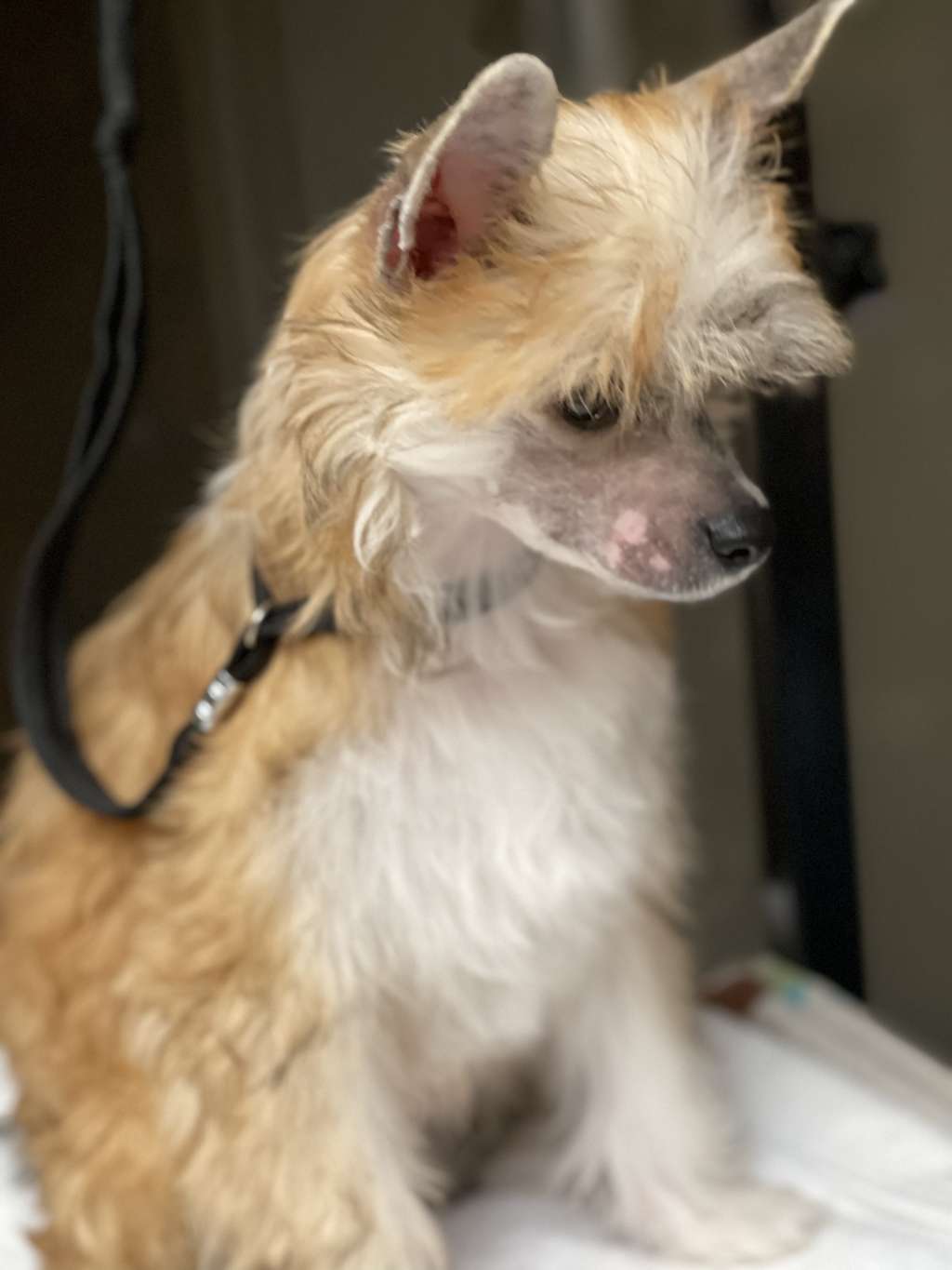 Sondras I Aim To Misbehave