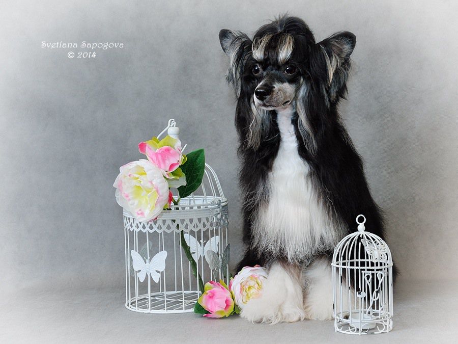 Fiery Fame Cardinal Richelie