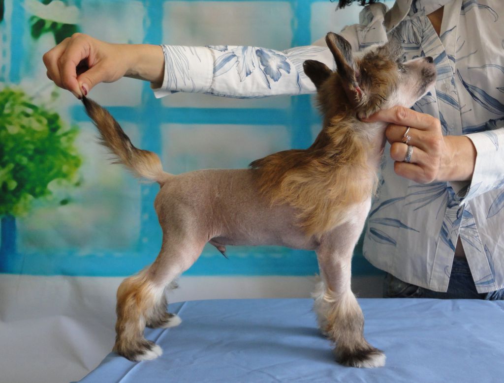 Aston Martin Bonus Westtai