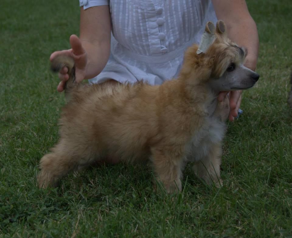 In-Extremis Kokeshi' c Dogs