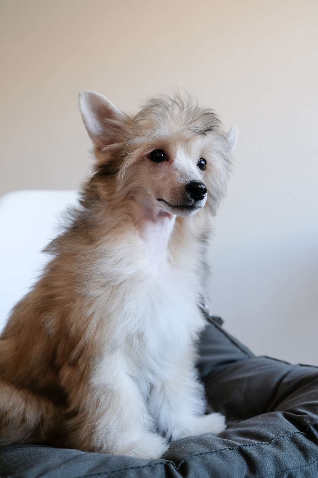 Ilma Falmari El Tiola