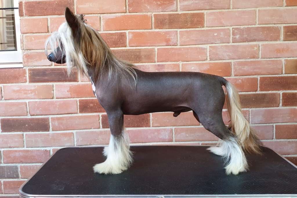 Ervin Planet Of Dream