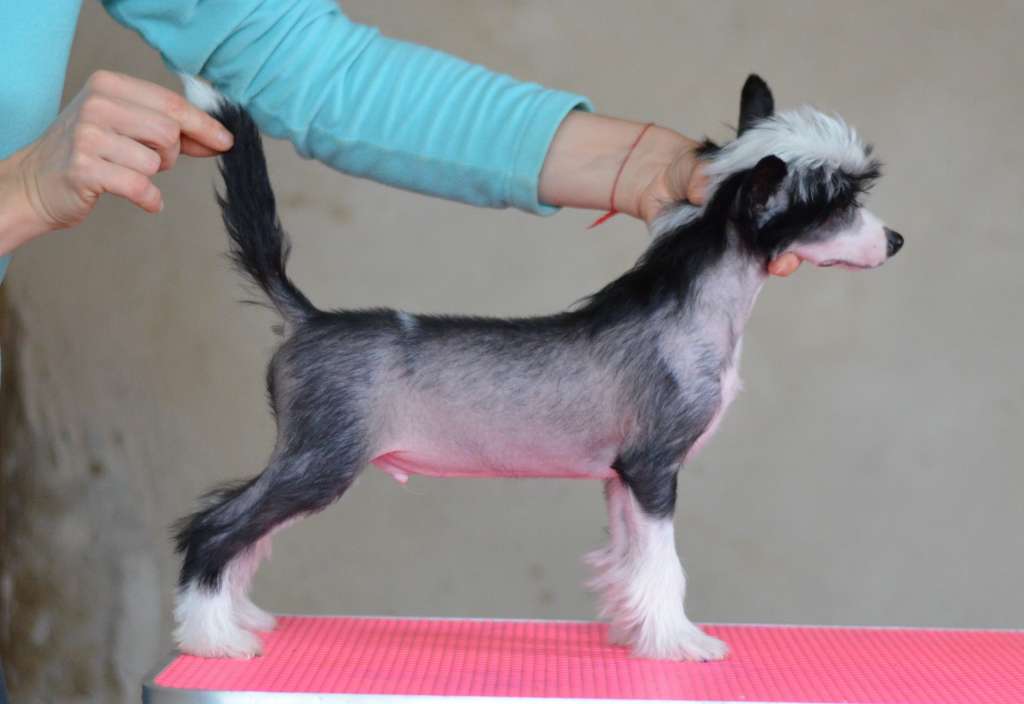 Osman iz Sozvezdiya Khana