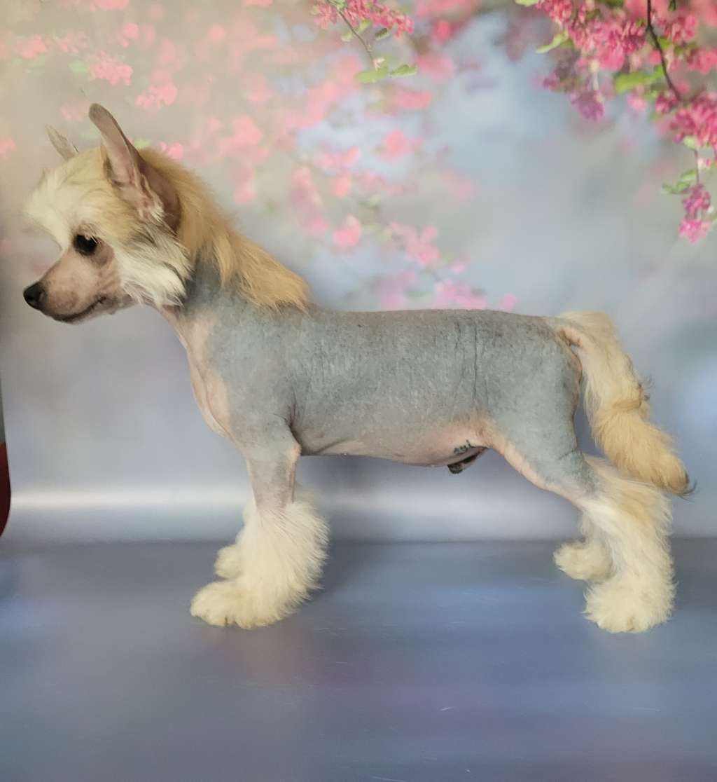 Apriori Vip Bartolomeo