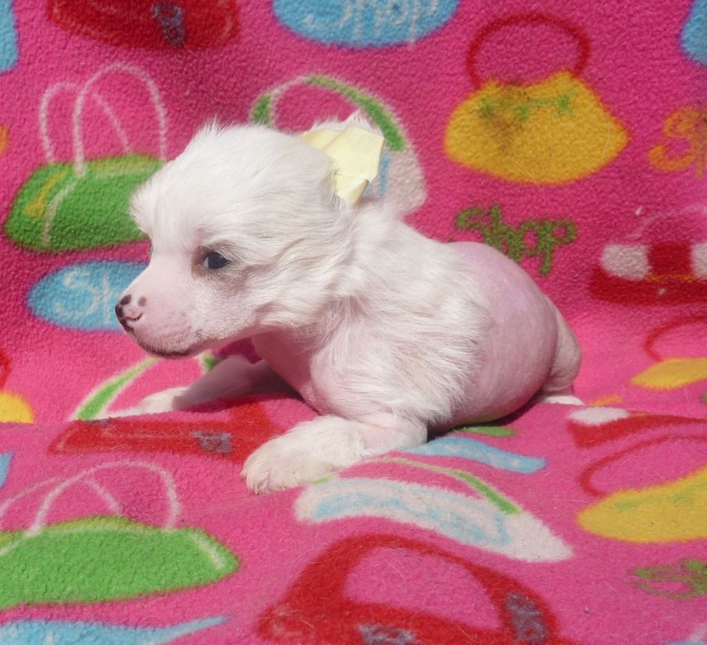 Legion Of Dream Legend