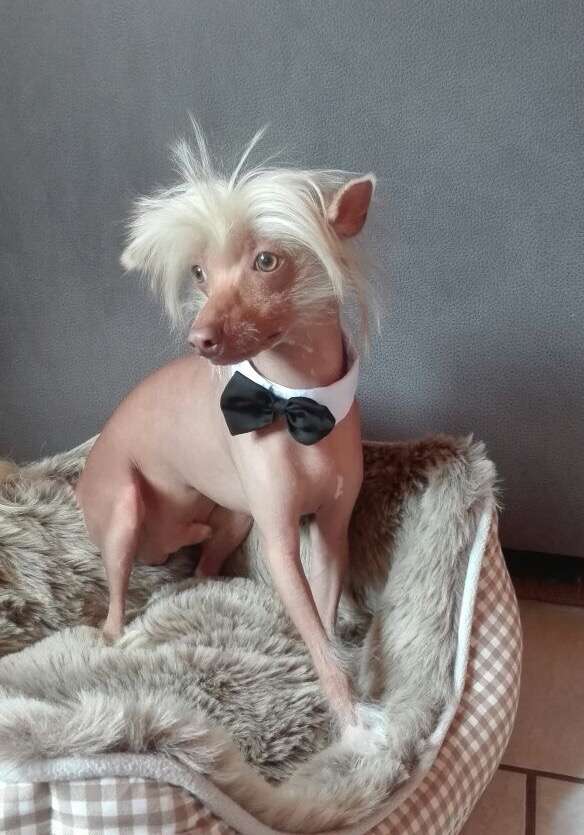 Frey Carlos El Tiola