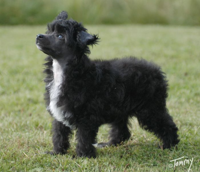 Sunstreaker Attention Seeker