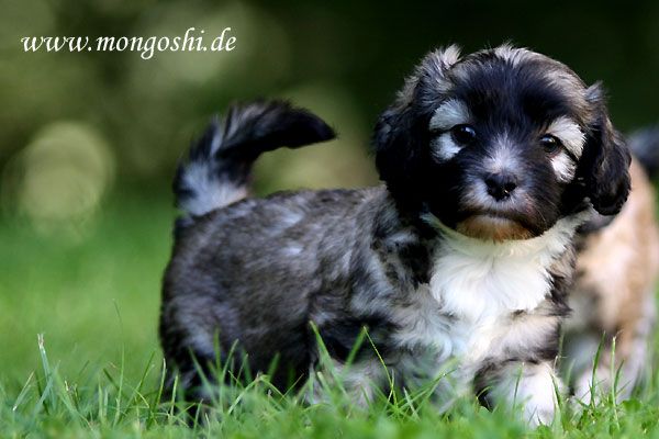 Mongoshi  Rolling In The Deep