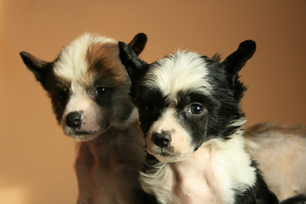 Ring rider Zero limit