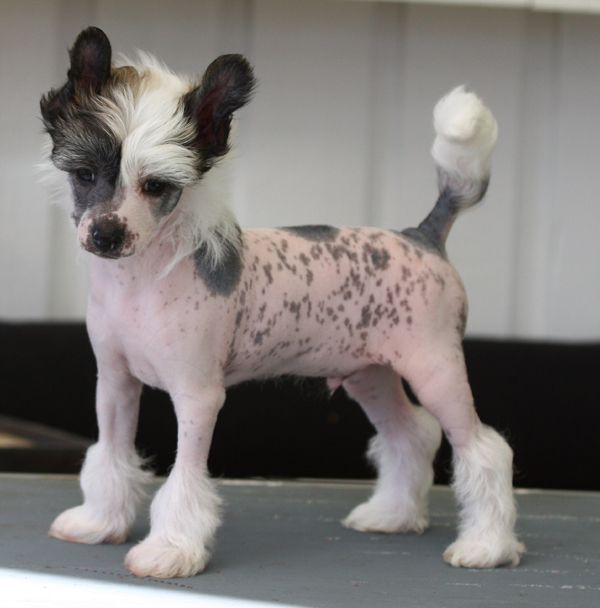 Chineseblue's On White Socks