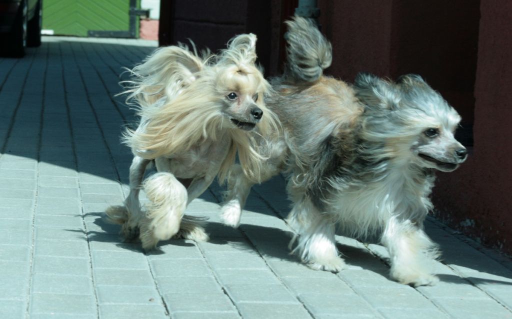 Tangomanija Terra-Cotta