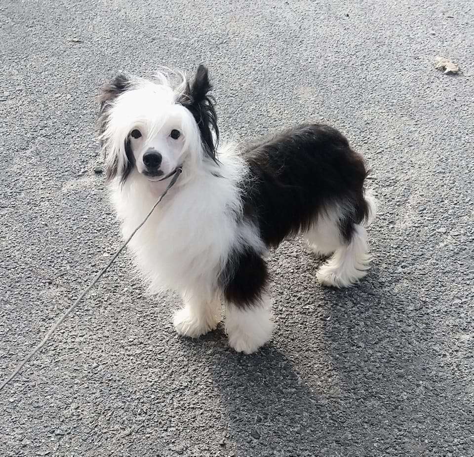 Magic of Success Archibald