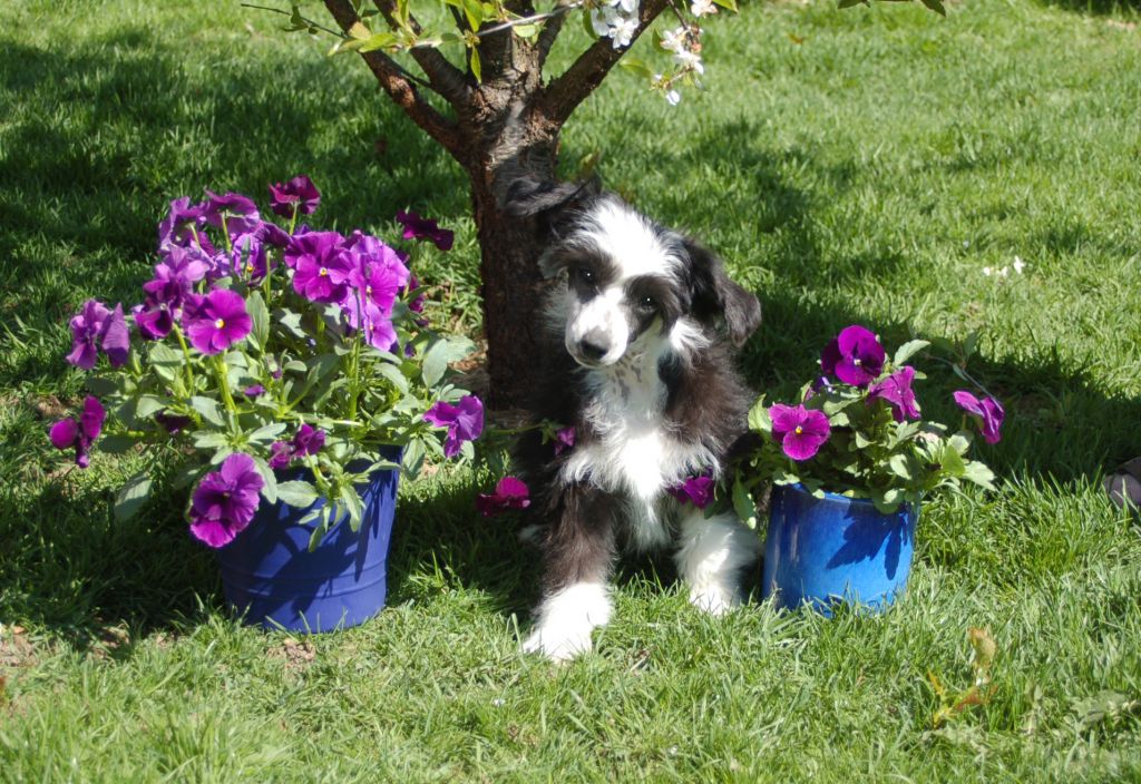 De La Mahafu's Let's Highlanderhope