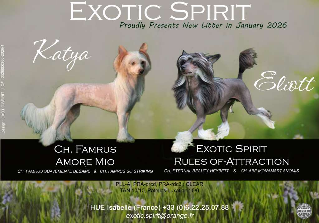 Exotic Spirit Bimble-Twinkle Sprite