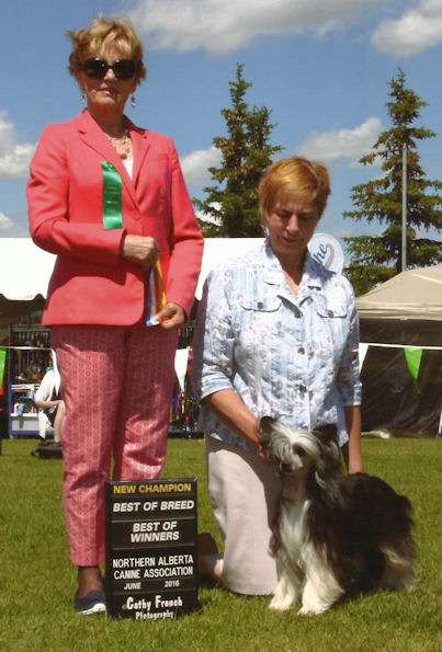 Can CH WillowGlyn Blackhawk