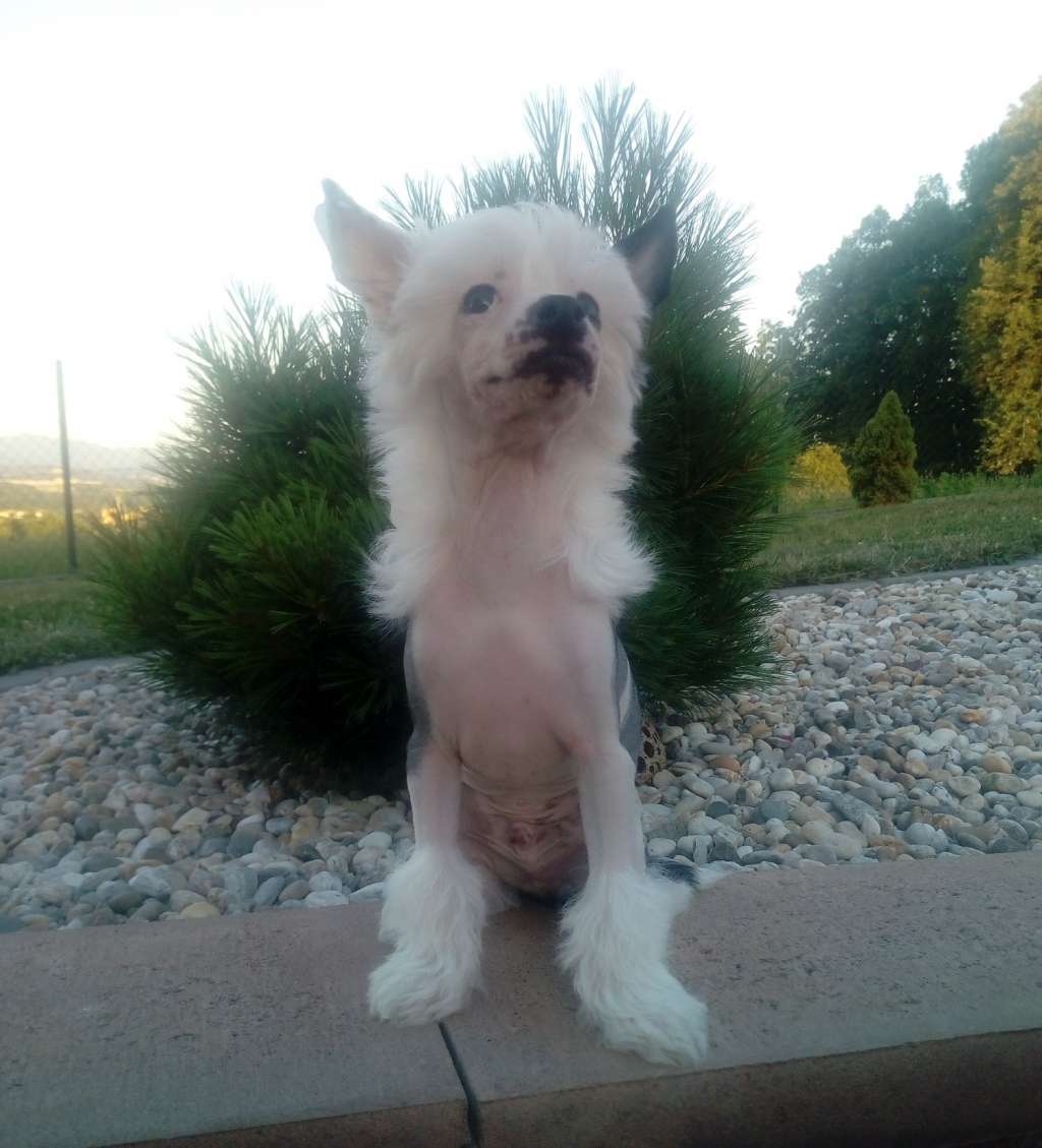 Graffiti Crestedgang