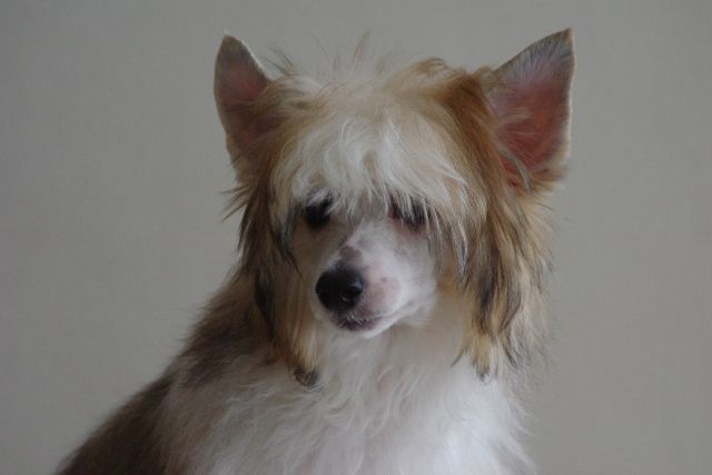 Secret Alicja w Krainie Czarów