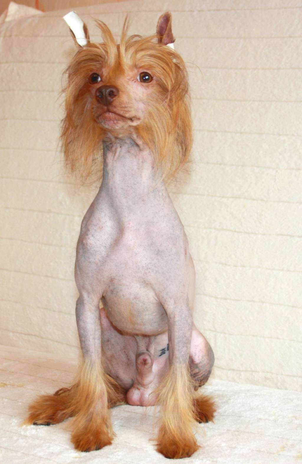 gallaktik Demir Nikolas Sin