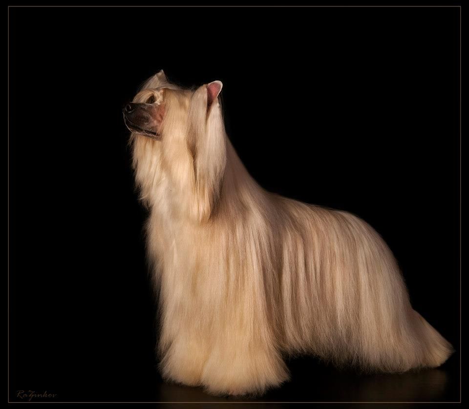 Olegro Katrin Kaptain Of Life (puff)