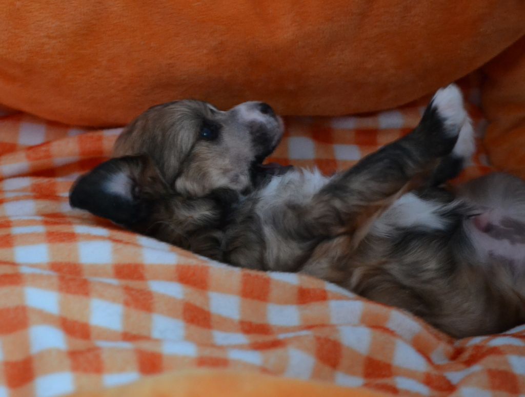 Ilario de l'Orée des Rêves