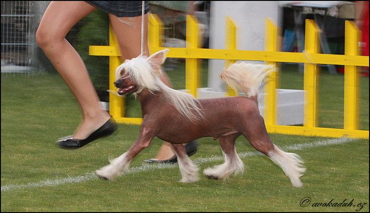 Scheulings Castle Dolce Dahab