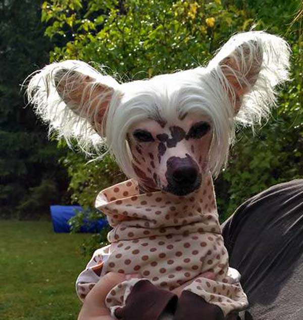 Bellatrix Luckycharm Izar