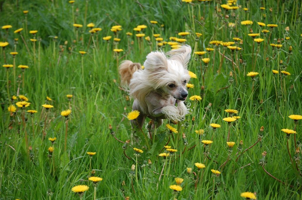 Pinky Twinky Honey Bunny