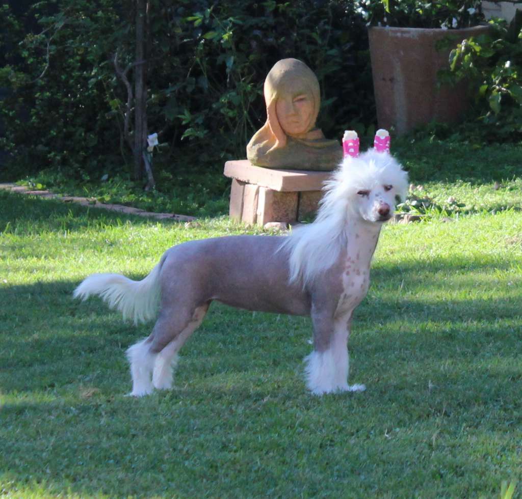 Kiss Kiss von Shinbashi